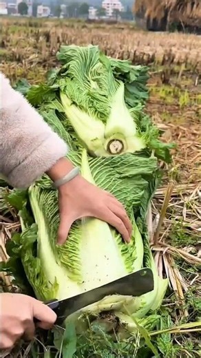 A Farmer Using a Large Cleaver to Harvest Massive Heads of Chinese Cabbage in a Rural Field
