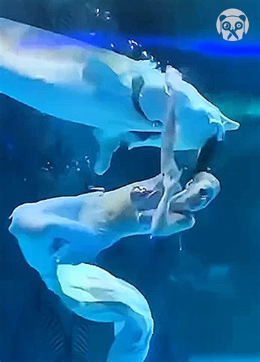 Mermaid gets bitten by giant fish in aquarium | Bored Panda Art