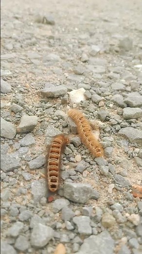 Amazing caterpillar 🐛🐝🐛#insects #animals #nature #butterflylifecycle #ytshort