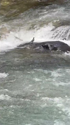 The American dipper aka whitewater birds.
