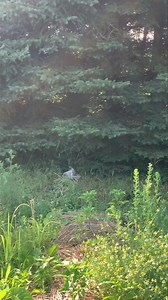 4.8K views · 139 reactions | Every morning, like clockwork between 830 and 9 AM, this little love trots through our tree line 力 | How Does Your Garden Grow? | Facebook