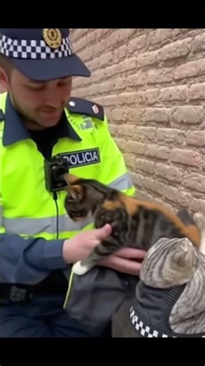 Gatos son cacehados por un policia #funny #cats #cat #viral #cute #funnycats #catshorts