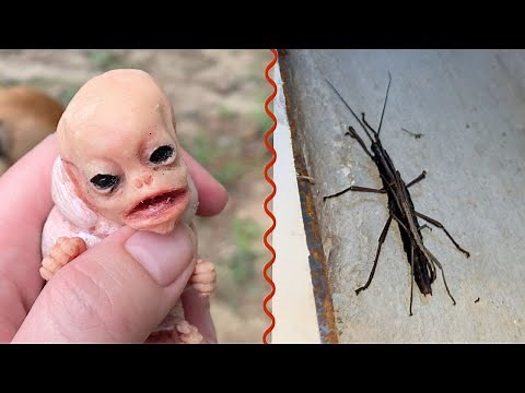 Sasuke and the stick bugs!