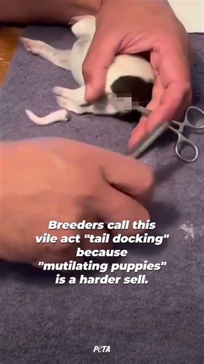 They Call It “Tail-Docking.” This Is What It Actually Means. 💔