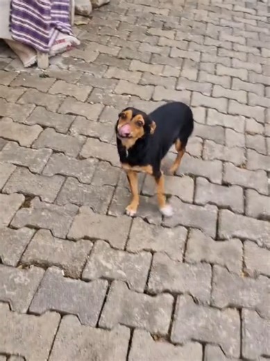 Abla Boncuk ve Köpek Dansı: Eğlenceli Anlar