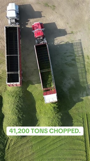 🌾 Cover crop silage harvest is officially wrapped! From triticale to haylage, these crops are essential, as they improve soil health, prevent erosion, and provide top-notch nutrition for our cows. 🌱🐄💪 Huge thanks to our incredible team — none of this would be possible without their hard work and dedication! Now we’re shifting gears and rolling into corn silage harvest — let’s keep it moving! | McCarty Family Farms