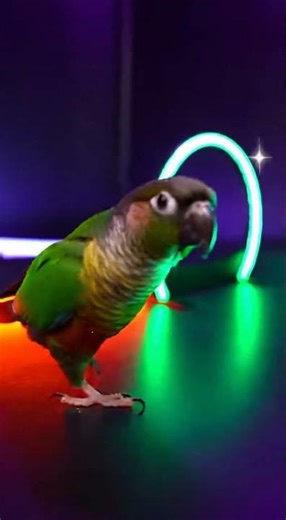 Parrot Training Tips