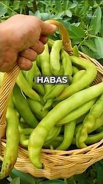 Las HABAS son una legumbre poderosa que muchas veces pasa desapercibida.