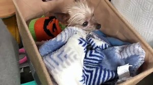 4.2K views · 257 reactions | There's a tiny member of our rescue team on board for this mission. Dobby McLovin' was just rescued himself a couple of months ago. We have two vans on the road and will bring 28 dogs home tomorrow. Your support allows us to care for the dogs. If you would like to make an instant donation, reply to this post with #donate followed by the dollar amount. For example, to give $10, type #donate10. Thank you! | National Mill Dog Rescue | Facebook