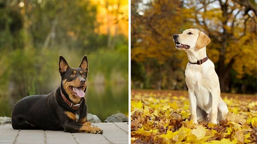 Australian Kelpie Lab Mix – A Rare But Special Mix