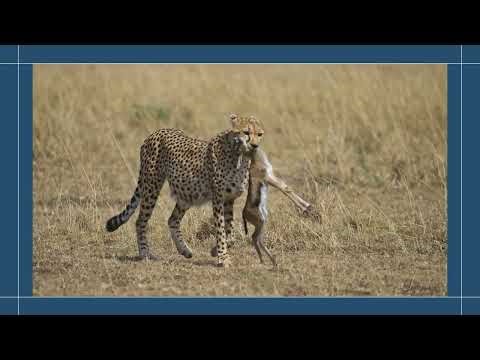 The Speed King: Cheetah in Action | स्पीड का बादशाह – चीता इन एक्शन”