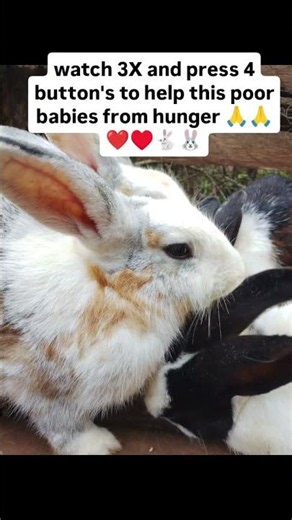 Let’s comment with our bunnies names so that we can make them feel loved🙏And don’t forget to donate