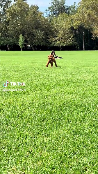 Understanding Zoomies in Dogs: Causes and Tips