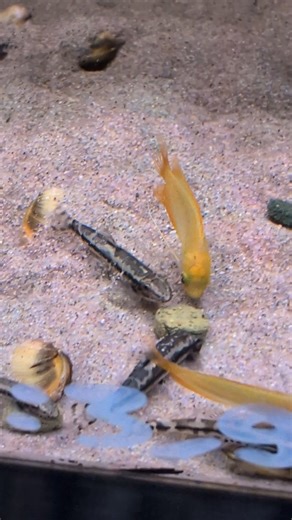 La loche panda (Yaoshania pachychilus) est un adorable petit poisson de fond, connu pour son motif noir et blanc unique qui lui vaut son surnom. Active, curieuse et paisible, elle passe ses journées à explorer le sol et à animer l’aquarium. Elle se plaît en groupe dans un bac bien planté, avec un sol doux et de nombreuses cachettes. Un poisson attachant et plein de charme pour les amateurs d’aquariophilie ! 🐟 Retrouvez-la chez Aquaplante Belgique, votre spécialiste aquario & reptile ! 📍 Aquapl