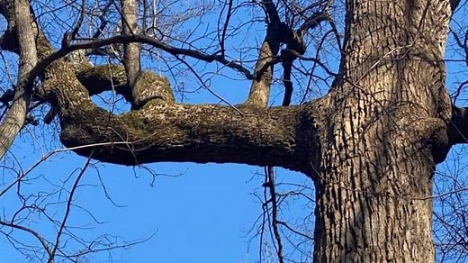 Untouched old-growth forest holds 'Underground Railroad Tree' from the 1700s