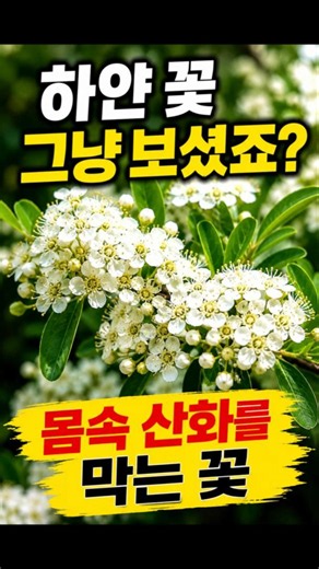 하얀 꽃 그냥 보셨죠? 몸속 산화를 막는 꽃입니다
