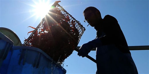 Alaska’s snow crab season unexpectedly canceled due to dwindling population
