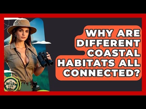 Why Are Different Coastal Habitats All Connected? - The Wild Life Explorer