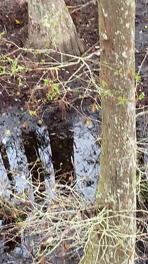 Whitetail Swamp Hunting. #southlouisiana #whitetail #swamp #deerhunter