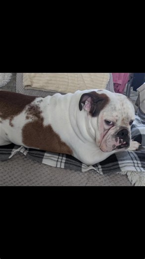 little an large belle an Barney #oldeenglishbulldog #italiangreyhound #beautiful #sistersbodygaurd