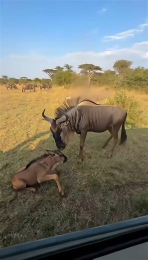 Wildebeest Mom DESTROYS Leopard - SAVES Baby! 🐃 새끼구출 🐃 救出 #viral #shorts