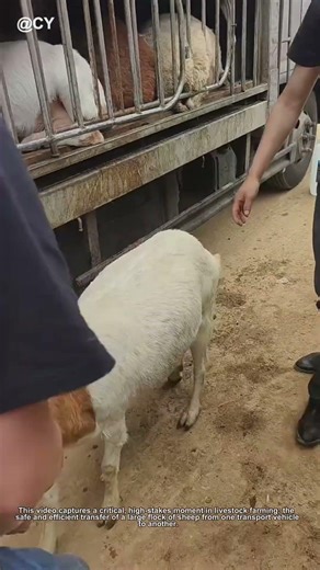 Epic Sheep Transfer! From Truck to Truck 🐑↓ Amazing Teamwork