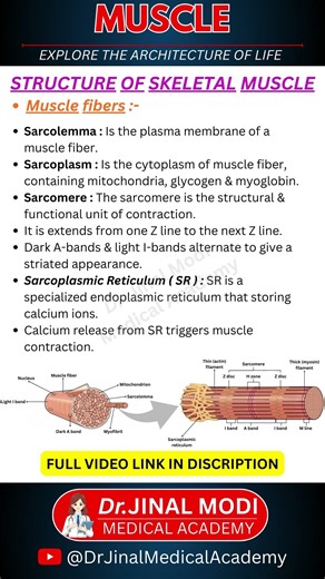 Muscle Anatomy: Sarcolemma to Sarcomere 🦴