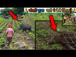 🐗. JS. JOGINDER SINGH. JANGli SUAR. 🐗. Jungali suar Ke jhagada video Mein dikhaiye. 🐗🙏.