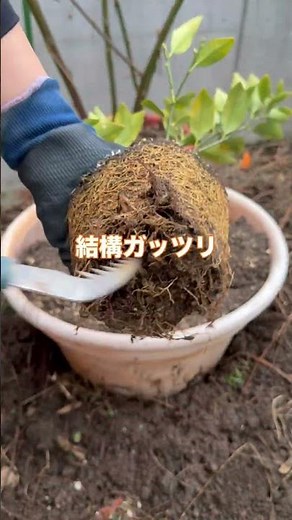 春に柑橘類植え替えしよう！