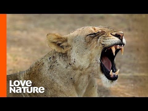 Hollywood Lion Pride Fights Off Nomad Males | Love Nature