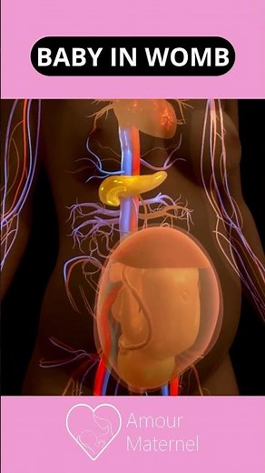 The baby in the womb (fetus) | AM