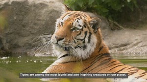 10 Key Differences Between Tiger Subspecies