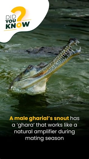 Vantara Wildlife on Instagram: "Male gharials come with their own natural mic! The ghara on their snout acts like an amplifier, boosting their vocal calls during the breeding season. Nature really doesn’t miss a detail. 🎧✨ #WildIndia #Gharial #NatureFacts #AnimalTrivia"