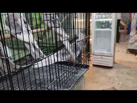 #cocktail #sunconur #African #Java &Finches