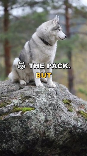 How Wolves Survive in Extreme Cold