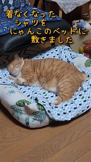 にゃんことクジラ #にゃんこ #茶トラ