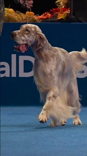 The Sporting Group goes to the English Setter! 🐶