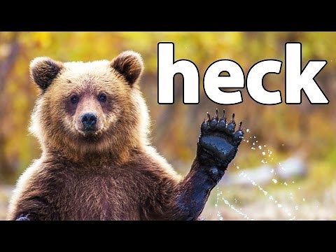 HECK | Bear Simulator
