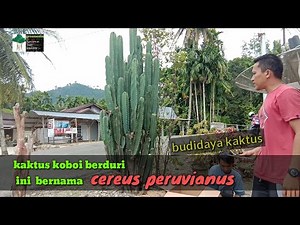 BUDIDAYA KAKTUS KOBOI CEREUS PERUVIANUS || mengenal kaktus #11