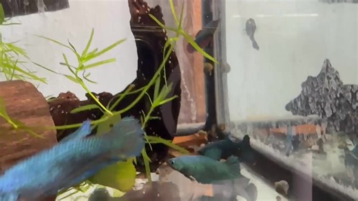 Female Betta — A vibrant, elegant fighter fish with shorter fins and a calmer temperament than males. Hardy and curious, they thrive in well-planted tanks and can live in peaceful sororities when given space and hiding spots. Bright colors deepen with good care.