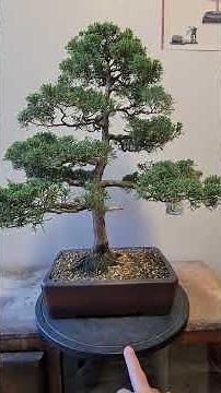 Juniperus Chinensis. #bonsai .