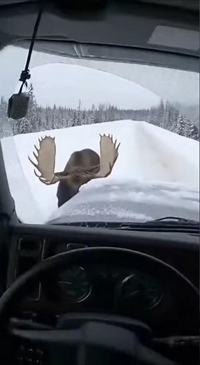 Angry Moose Rams Logging Truck! Windshield Smashed 🫎🚛 #Shorts