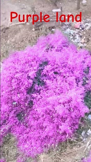 use purple and camera this is a very beautiful 🧡🧡🧡🧡💜😍 #flowers #lovely #morning flowers