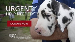 778K views · 23K reactions | Filthy cages. Swollen eyes. No signs of available water. This is the scene on the ground as our Animal Rescue Team is hard at work assisting in the rescue of more than 80 dogs in desperate need of veterinary care. Every year we rescue thousands of animals suffering from cruelty and neglect, but we cannot continue this life-saving work without you. Will you make an emergency donation to help rescue more animals in need? | Humane World for Animals | Facebook