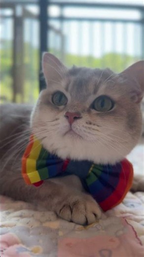 My Cat Models a Handmade Pride Collar 🏳️‍🌈🐱 | GraviPaw