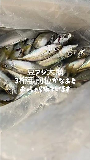 雑賀崎漁港 アジが入れ掛かり カワハギ目視で fishingmax 和歌山インター店