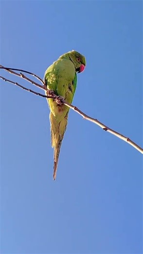 green parrot in the tree 🌲 sad mood
