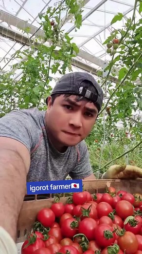 Igorot Farmer's Journey: Life and Culture in Japan