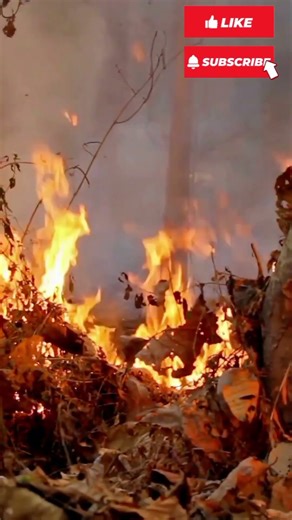 “What Really Causes Forest Fires? 😱🔥 Let’s Uncover the Truth!”