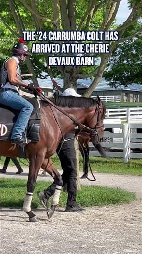Meet Kentucky Derby & Belmont Stakes winner Golden Tempo's 1/2 brother by Nyquist.